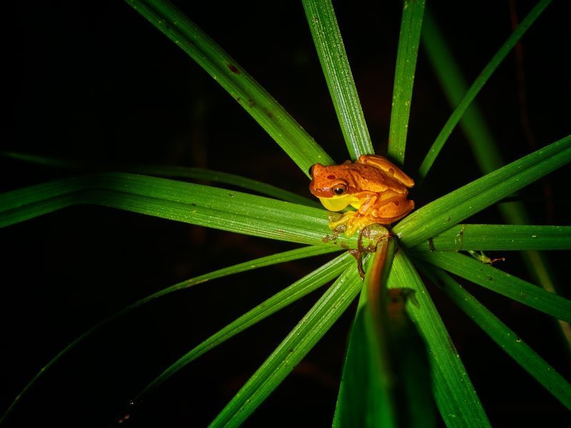 Panama Tiere - Kolumbien Individual